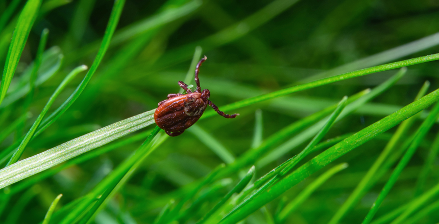 Фото - Які кліщові інфекції поширені в Україні?