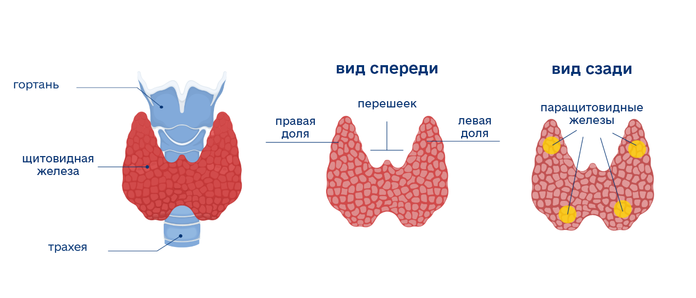 Как выглядит щитовидная железа?