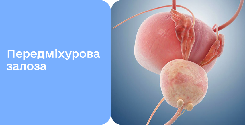 Фото - Усе про передміхурову залозу — «друге серце» чоловіка