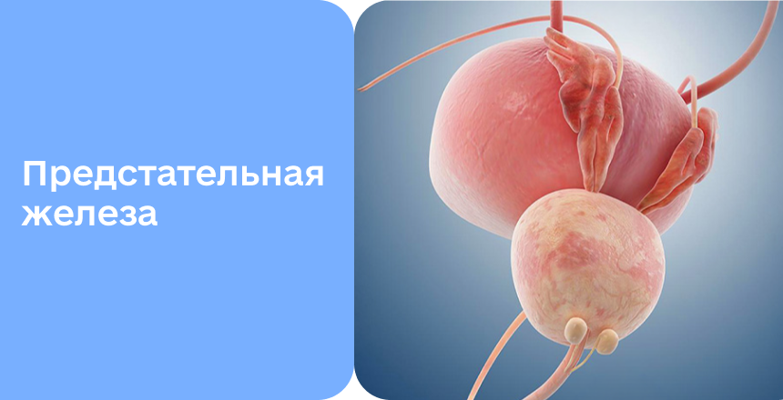 Фото - Все о предстательной железе — «втором сердце» мужчины