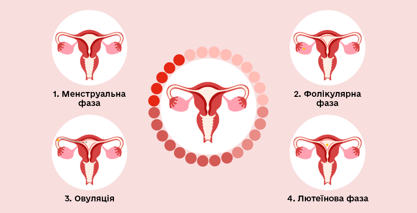 фази менструального циклу 